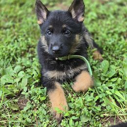 Green Collar - Black and tan female German Shepherd puppy in Commerce, Georgia from Adams K9