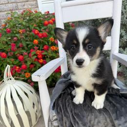 Piper - Black and tan female American Corgi puppy in Decatur, Texas from Bar S Corgis