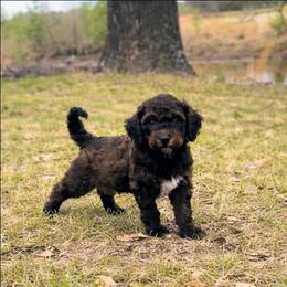 Tyler - Chocolate male Goldendoodle puppy in Pittsburg, Texas from Grace Springs Goldendoodles