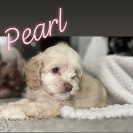 Cockapoo and Poodle Puppies from Nikol Nik