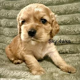 Sky - Golden female Cocker Spaniel puppy in Sumter, South Carolina from Cocker Eclipse In Home Kennel