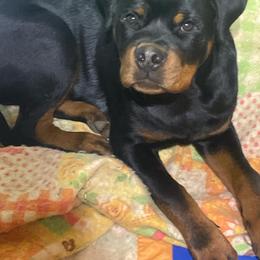 Rottweiler Puppies from Bronx Von Bridges Rottweilers