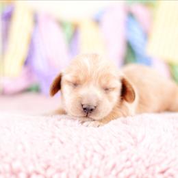 Valkyrie -FULL AKC REGISTRATION- - Cream female Dachshund puppy in Neosho, Missouri from Kenny Cave K9s