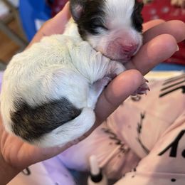 Havanese Puppies from Happy Havanese NJ