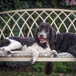 Double Doodle, Goldendoodle, and Labradoodle All Grown Up from The Doodle Ranch-California
