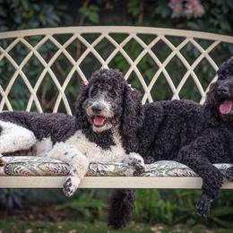 Double Doodle, Goldendoodle, and Labradoodle All Grown Up from The Doodle Ranch-California