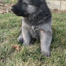 German Shepherd and White Shepherd Puppies from Scenic Creek German Shepherds