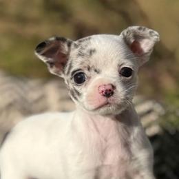 Pixel - Chihuahua