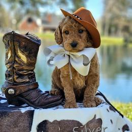 Wimberly's Silver Boy - Apricot male Goldendoodle puppy in Kountze, Texas from Texas Doodles LLC