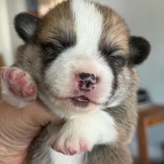 Lancelot Algiz Gebo - Fawn male Pembroke Welsh Corgi puppy in Hallandalle, Florida from Algiz Gebo