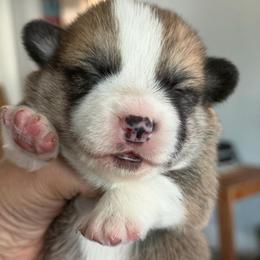 Lancelot Algiz Gebo - Fawn male Pembroke Welsh Corgi puppy in Hallandalle, Florida from Algiz Gebo