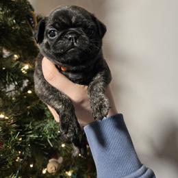 Boy 4 - Brindle male Pug puppy in Auburn, Kentucky from Prentice Family Pugs, Bugs & Corgis