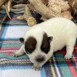 Queen Boy 3 - Red speckled male Australian Cattle Dog puppy in Monroe, Louisiana from The Sweet Kennels