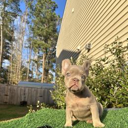 French Bulldog Puppies from Melvin Hodges