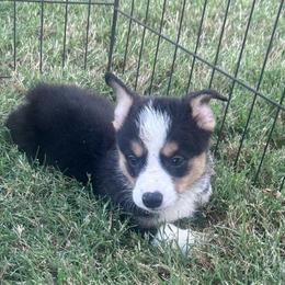 Boy 1 - Black and tan male Pembroke Welsh Corgi puppy in Honey Grove, Texas from JK Ranch Corgis