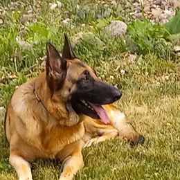 German Shepherd All Grown Up from Dusty Gallegos' German Shepherd Dogs