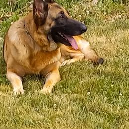 German Shepherd All Grown Up from Dusty Gallegos' German Shepherd Dogs
