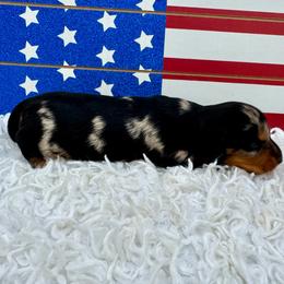 Jessica - Dapple female Dachshund puppy in Colbert, Oklahoma from Brooke Crenshaw