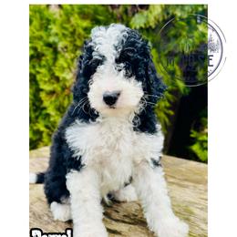 Barrel - Tri-color male Bernedoodle puppy in Belleville, Michigan from Moose Tracks Bernedoodles