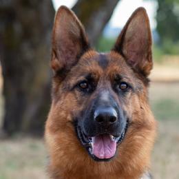 Daisy - German Shepherd