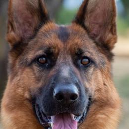Daisy - German Shepherd