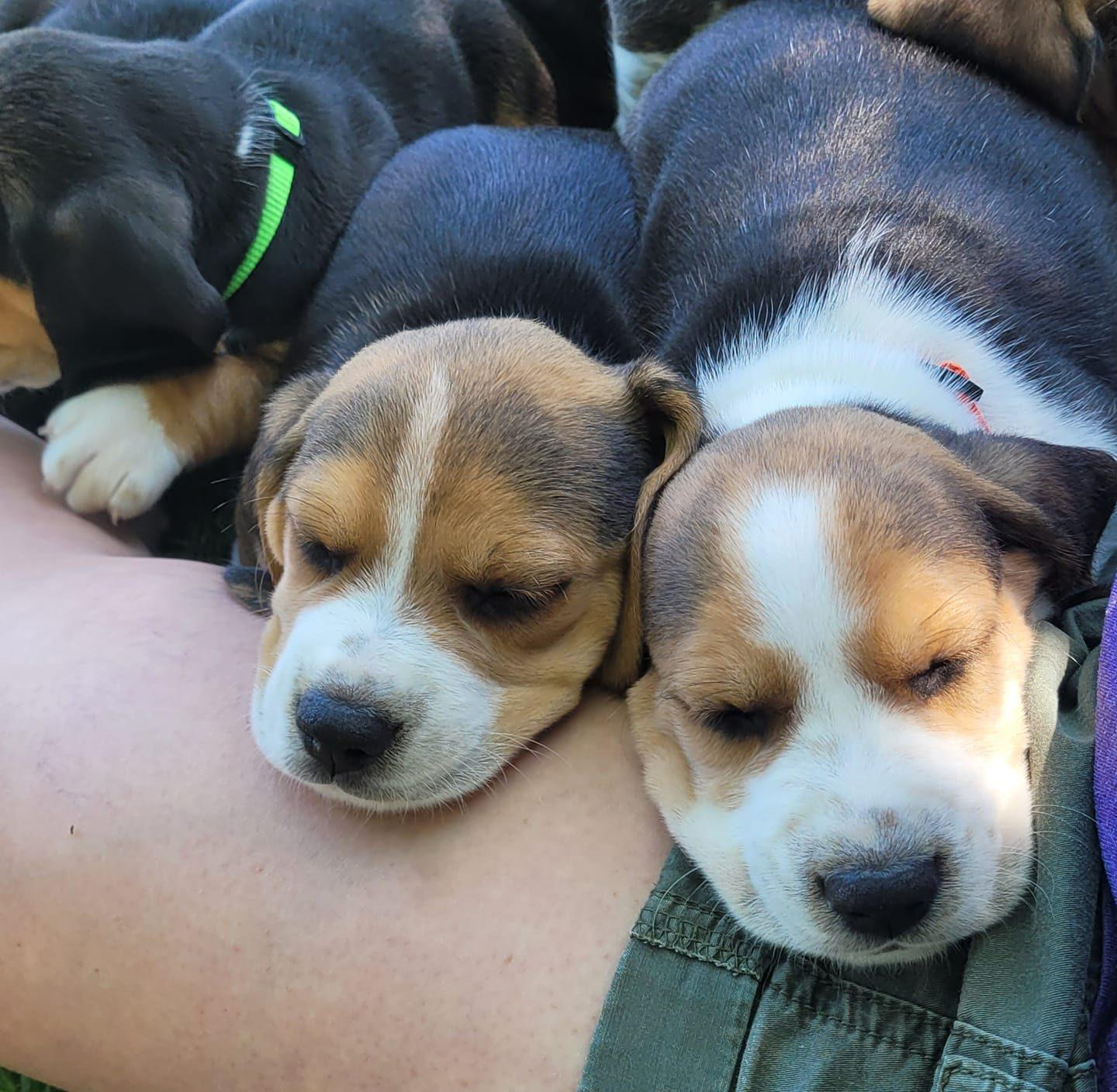 Mallory Beagles in Minnesota Beagle puppies Good Dog