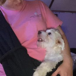 Maltese, Maltipoos, Poodles, Yorkipoos, and Yorkshire Terriers from Cudi’s Buddies