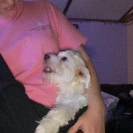 Maltese, Maltipoos, Poodles, Yorkipoos, and Yorkshire Terriers from Cudi’s Buddies
