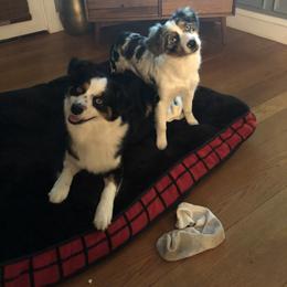 Miniature American Shepherd All Grown Up from Greenwood Acres Kennel