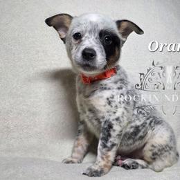 Orange - Blue male Australian Cattle Dog puppy in Silsbee, Texas from Rockin ND Ranch