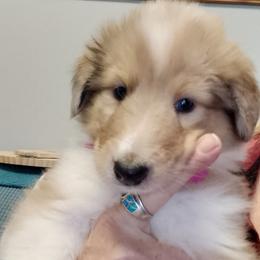 Lady Raia - Sable merle and white female Collie puppy in Elmhurst, Illinois from Stacey's Collies