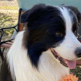 Border Collies from Sierra Peak