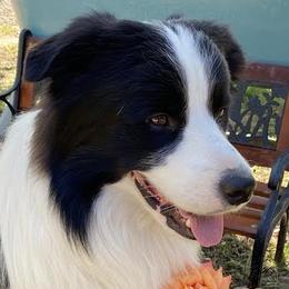 Border Collies from Sierra Peak