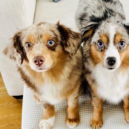 Miniature American Shepherds, Miniature Australian Shepherds, and Toy Australian Shepherds from Corner Oak Aussies