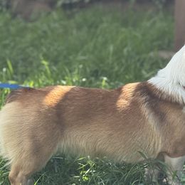 Dachshunds and Pembroke Welsh Corgis from Ruidoso's Crowned Companions