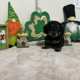 Black collar Mr. Spicy Dill - Black and tan male Dachshund puppy in Hutto, Texas from R.G. Dachshunds