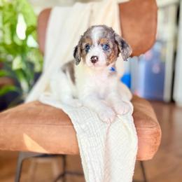 Sonny - Blue merle male Bernedoodle puppy in Buda, Illinois from Hamilton Farm Doodles