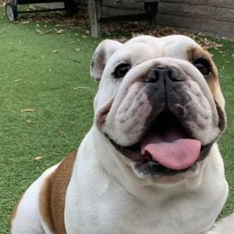 Bulldogs from I Love English Bulldogs