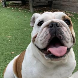 Bulldogs from I Love English Bulldogs