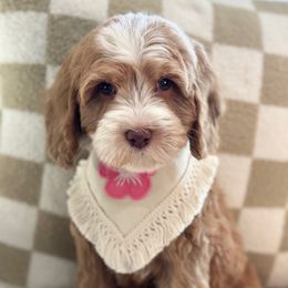 Cindy Lou (violet) - Australian Labradoodle puppy from Doodles_Ko