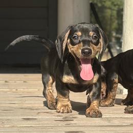 Eric 2700 - Black and cream male Dachshund puppy in Gatesville, Texas from Emily’s Doxie Domain