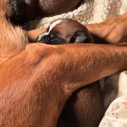 Male 2 - Fawn male Boxer puppy in Wellington, Ohio from Brinkhaven Boxers
