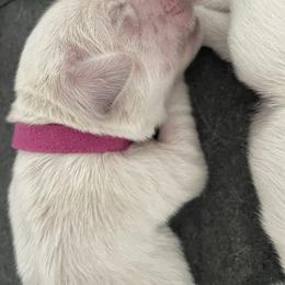 Magenta - Light golden female Golden Retriever puppy in Williamsport, Maryland from Feather Fletched English Goldens