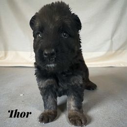 Thor - Black and red male German Shepherd puppy in Beaverdam, Virginia from B&R Kennel