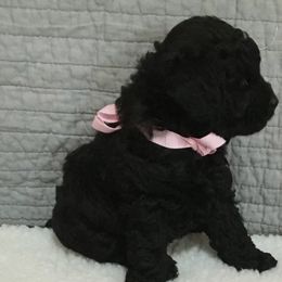 Poodles from Pinehurst Poodles, LLC