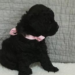 Poodles from Pinehurst Poodles, LLC