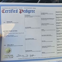 Vic - Pembroke Welsh Corgi