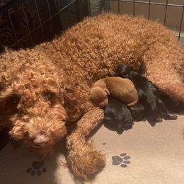 Cavalier King Charles Spaniels, Cavapoos, and Poodles from Melissa's East End Cavaliers