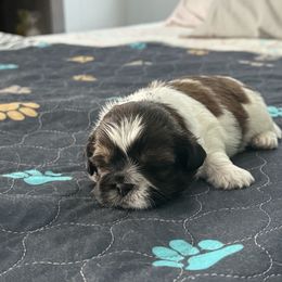 Shih Tzu Puppies from Leahrae's Shih Tzus