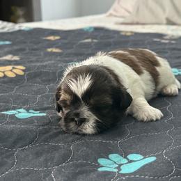 Shih Tzu Puppies from Leahrae's Shih Tzus